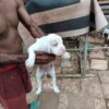 Cachorros Pitbull De Raza Pura – Vacunados Y Desparasitados